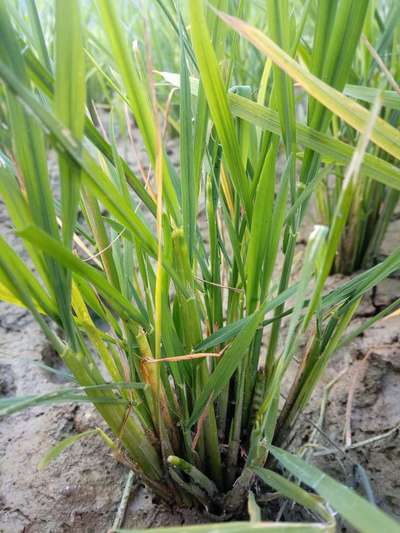 Asian Rice Gall Midge - Rice