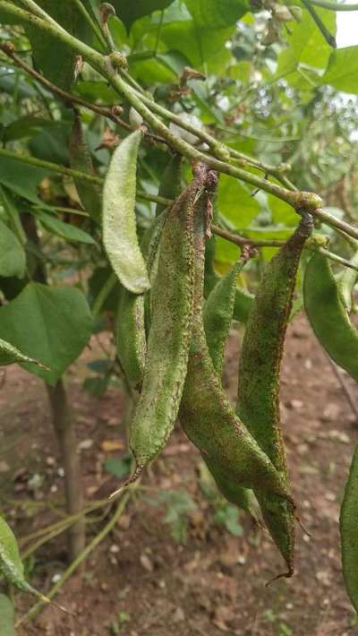 Aphids - Bean