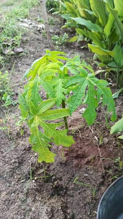 Boron Deficiency - Papaya