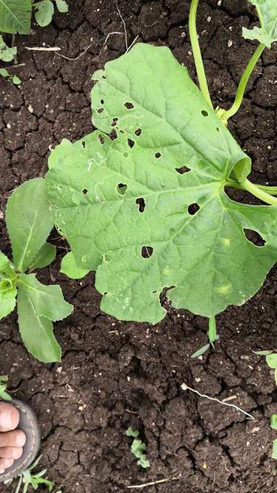 Flea Beetles - Cucumber