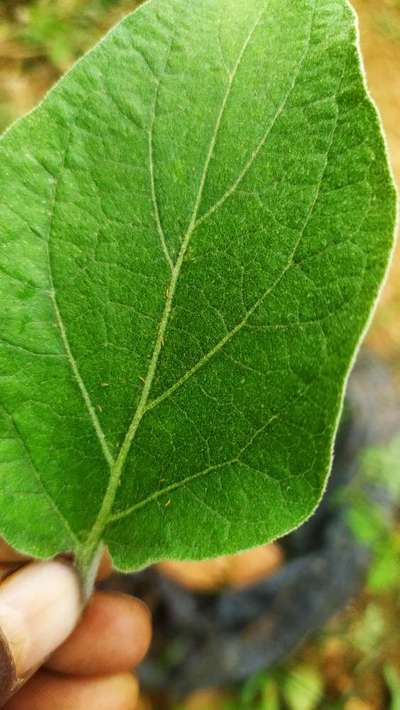 Thrips - Brinjal