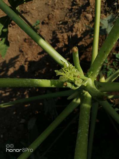 Papaya Mosaic Virus - Papaya