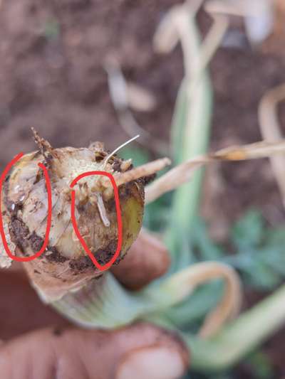 తెల్ల కుళ్ళు తెగులు - ఉల్లిపాయ