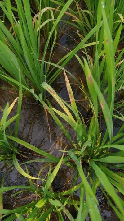 Narrow Brown Leaf Spot of Rice - Rice