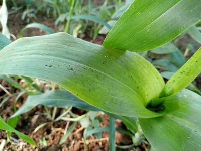 Aphids - Sorghum