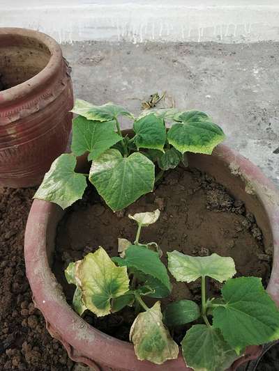 Fertilizer Burn - Cucumber