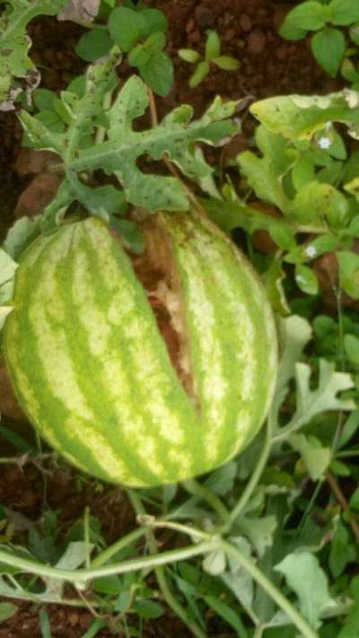 Calcium Deficiency - Melon