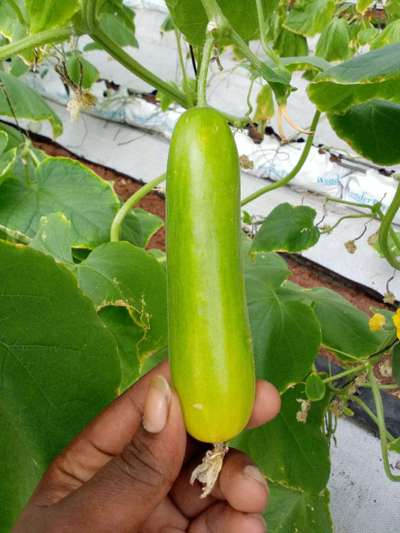 Potassium Deficiency - Cucumber