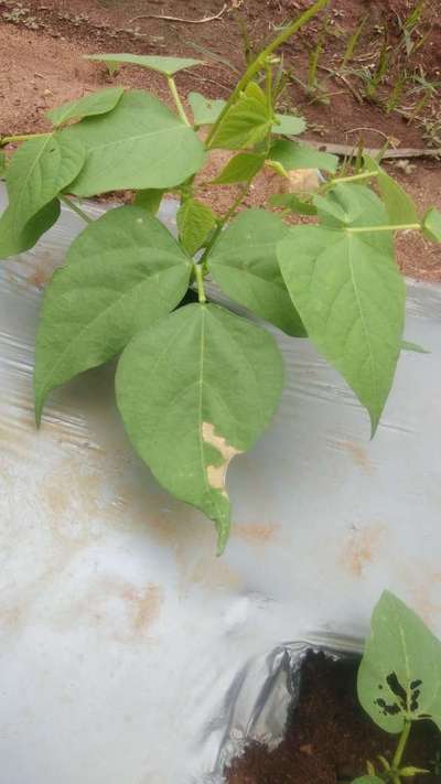 Flea Beetles - Bean