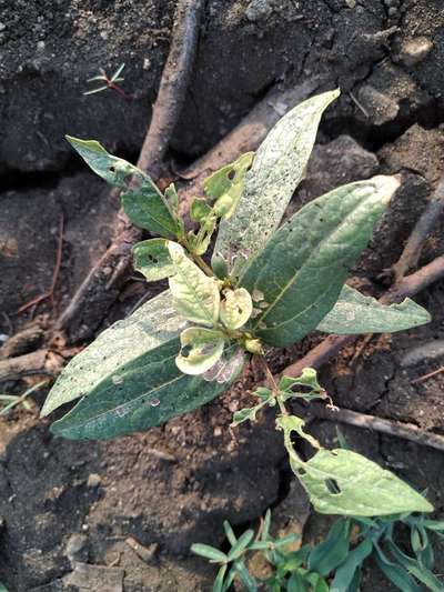 Flea Beetles - Black & Green Gram