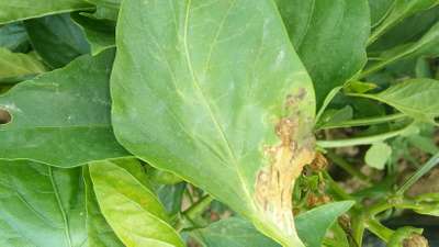 Leaf Miner Flies - Capsicum & Chilli