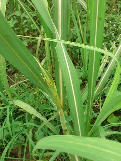 Boron Deficiency - Sugarcane