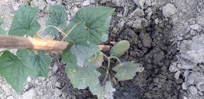 Leaf Miner Flies - Cucumber