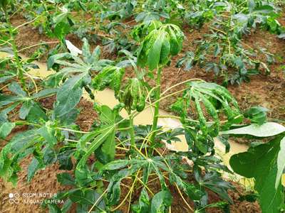 Cassava Mosaic Disease - കപ്പക്കിഴങ്ങ്