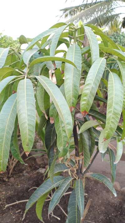 Potassium Deficiency - Mango