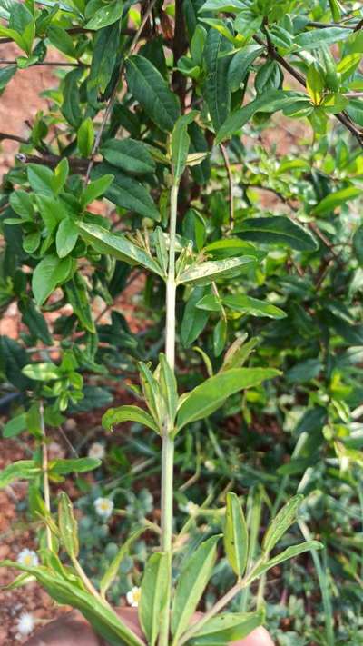 Aphids - Pomegranate