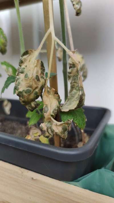 Tomato Late Blight - Tomato