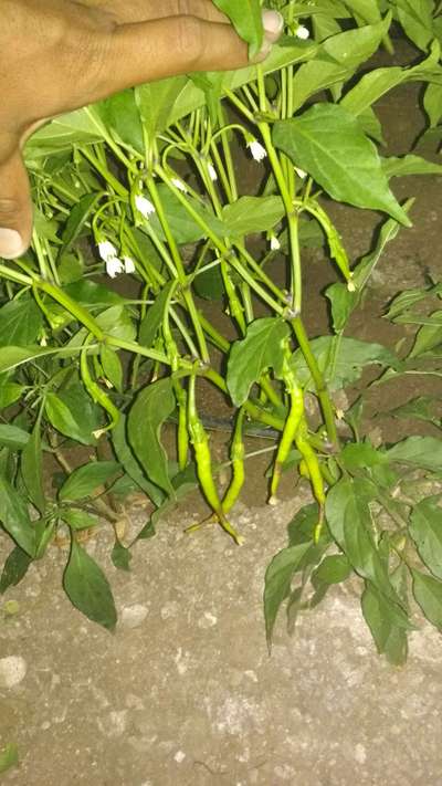 Blossom End Rot - Capsicum & Chilli