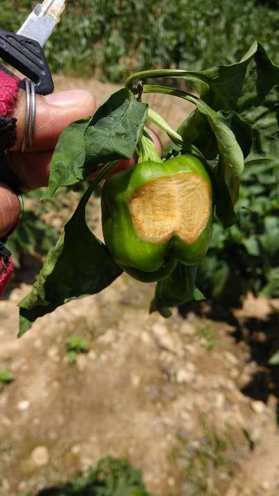 Sunburn - Capsicum & Chilli