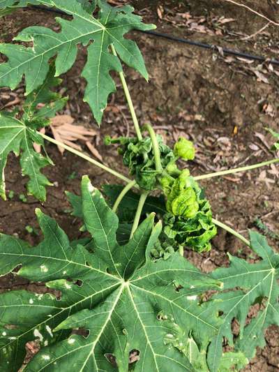 Whiteflies - Papaya