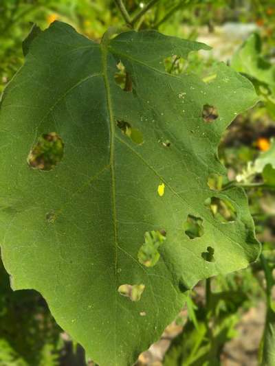 Flea Beetles - Brinjal