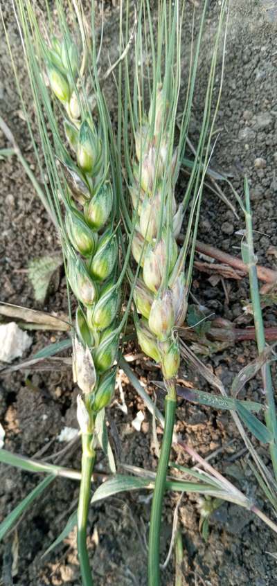 Fusarium Head Blight - Wheat