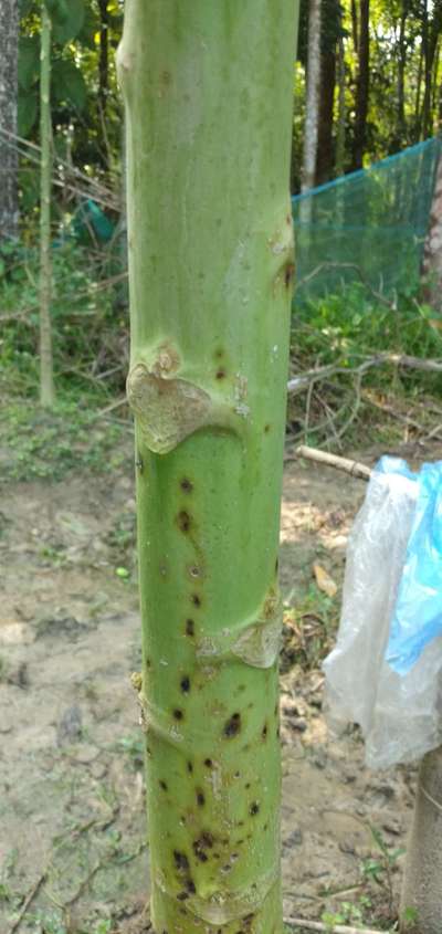 পাতায় কালো দাগ রোগ। - পেঁপে