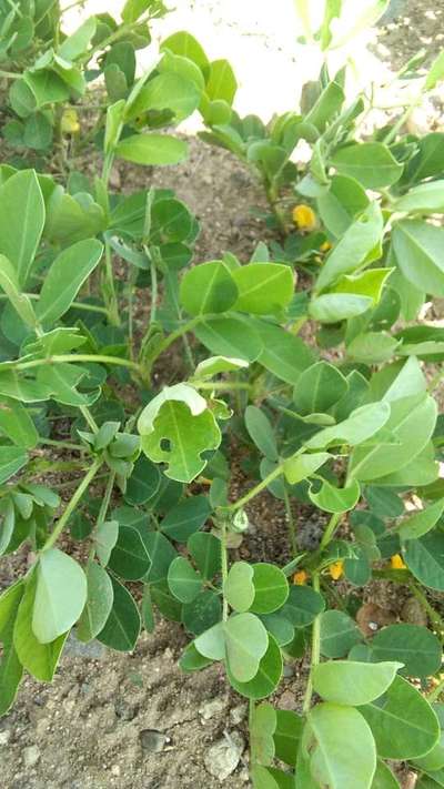 Tobacco Caterpillar - Peanut