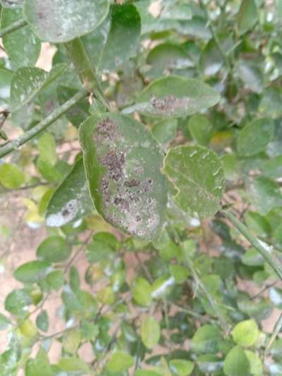 Powdery Mildew - Citrus