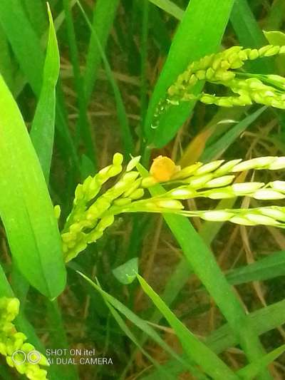 மஞ்சள் கரிப்பூட்டை நோய் - அரிசி