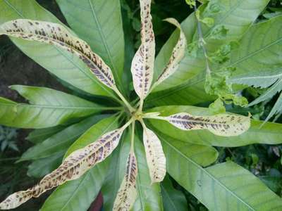 Iron Deficiency - Mango