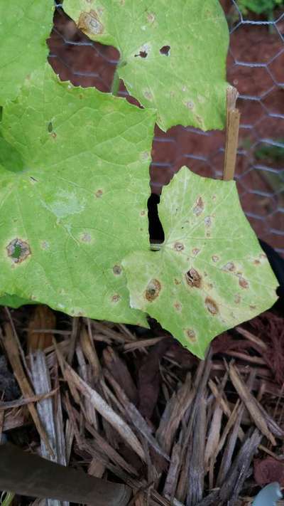 Anthracnose of Cucurbits - Cucumber