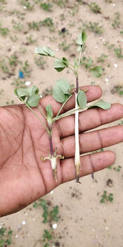 Damping-Off of Seedlings - Peanut