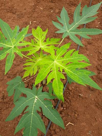 Sulfur Deficiency - Papaya