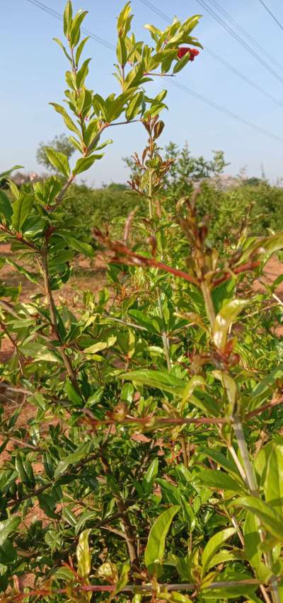 తామర పురుగులు - దానిమ్మ