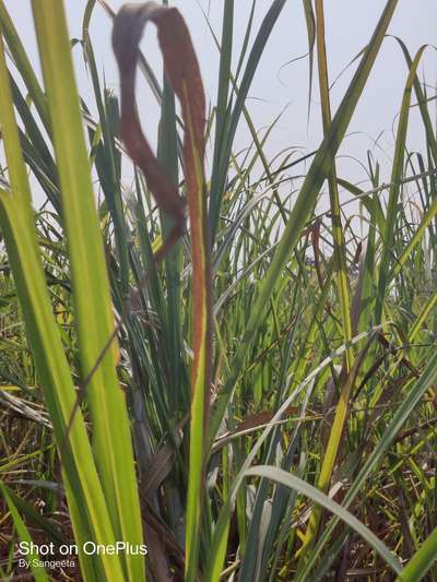 Wilt Disease of Sugarcane - Sugarcane