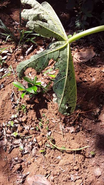 Mancha preta, Pinta preta ou Mancha de Alternária - Mamão