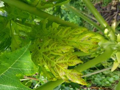 Phosphorus Deficiency - Papaya