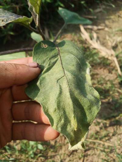 Fusarium Wilt - Brinjal