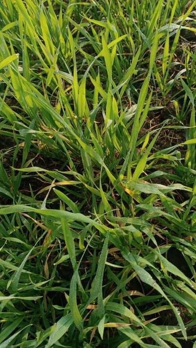 Septoria Tritici Blotch - Wheat