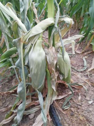 Maize Bushy Stunt Phytoplasma - Maize