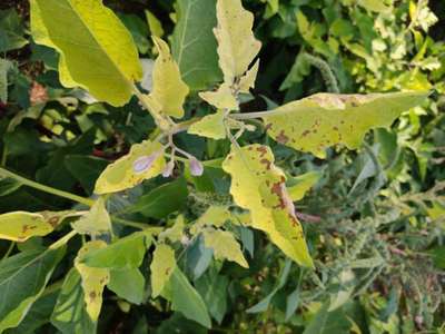 Chilli Cercospora Leaf Spot - Brinjal