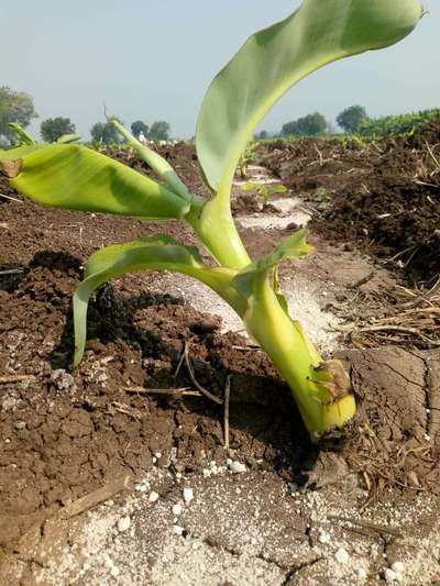 केळीच्या कंदावरील मुळे  कुरतडनारी  सोंडकीड - केळी