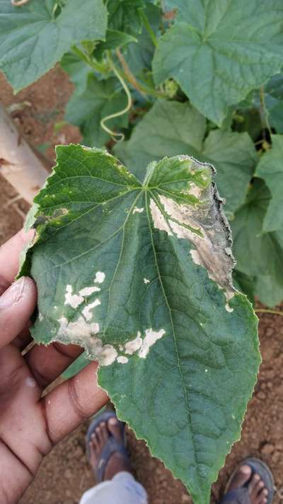 Leaf Blight of Cucurbits - Cucumber