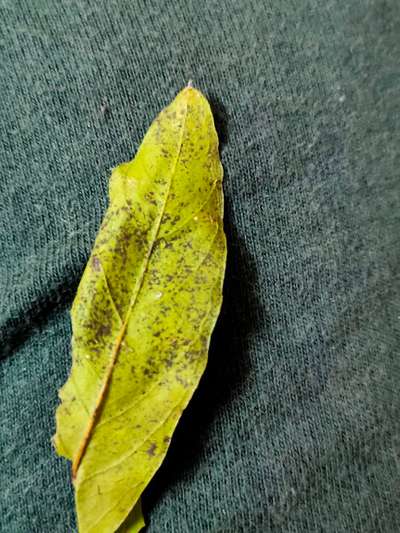 Aphids - Citrus
