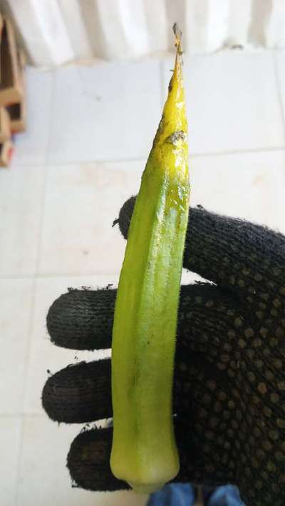 Calcium Deficiency - Okra