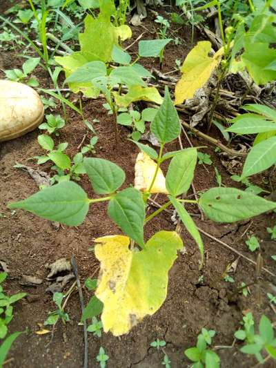 Stem and Root Rot of Soybean - Bean