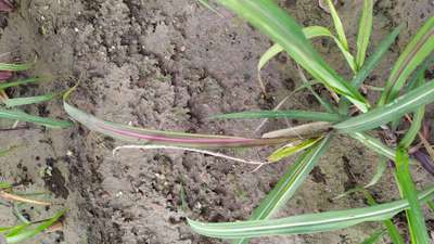 Phosphorus Deficiency - Sugarcane