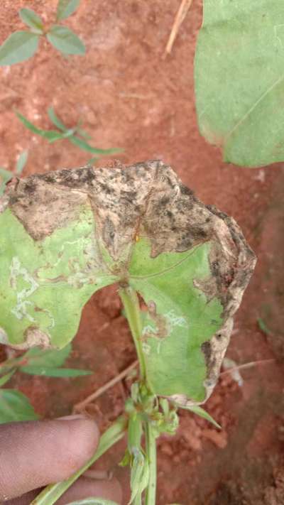 ಎಲೆಕೊರಕ ನುಸಿ - ಹುರುಳಿ