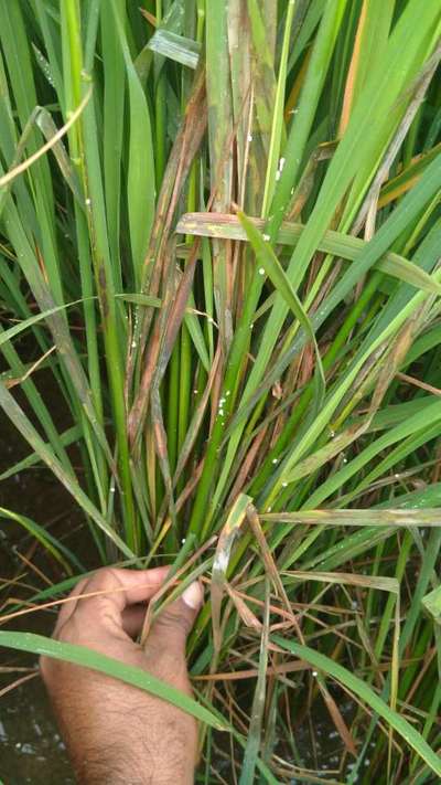 ಅಕ್ಕಿ ಕಾಂಡದ ಕೊಳೆರೋಗ - ಭತ್ತ